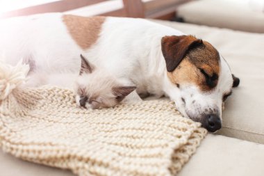 Köpek ve kedi birlikte dinleniyor.