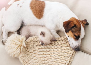 Köpek ve kedi birlikte dinleniyor.