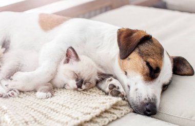 Köpek ve kedi birlikte dinleniyor.