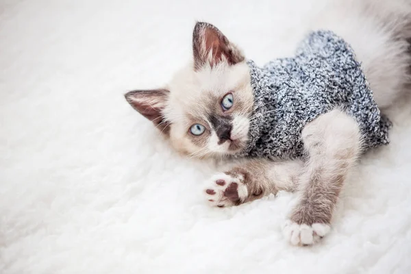 Gatinho está em xadrez branco — Fotografia de Stock