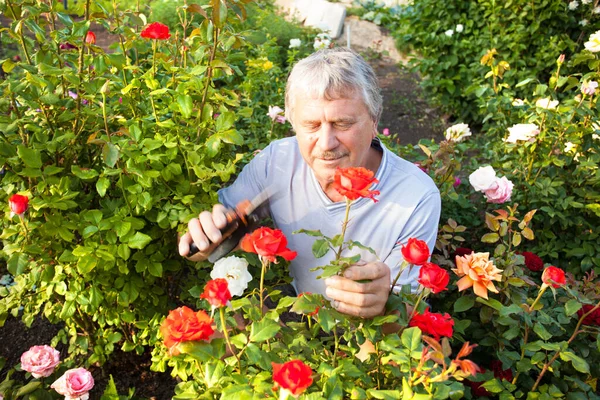 Мужчина, ухаживающий за розами в саду — стоковое фото