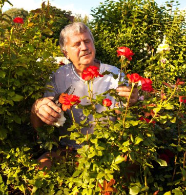 Bahçede güllerle ilgilenen bir adam