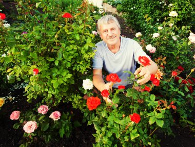 Bahçede güllerle ilgilenen bir adam