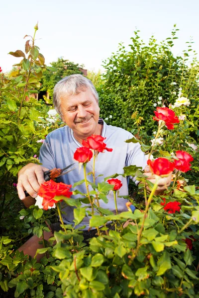 Mann pflegt Rosen im Garten — Stockfoto