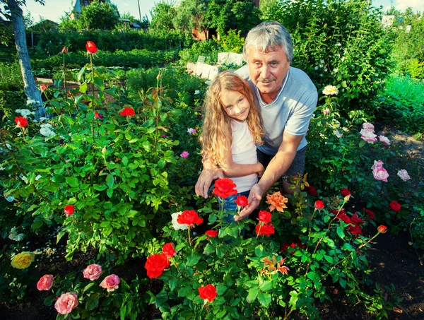 Man met kind dat voor rozen zorgt in de tuin — Stockfoto