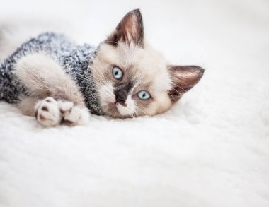 Kedi yavrusu beyaz ekose giyiyor.