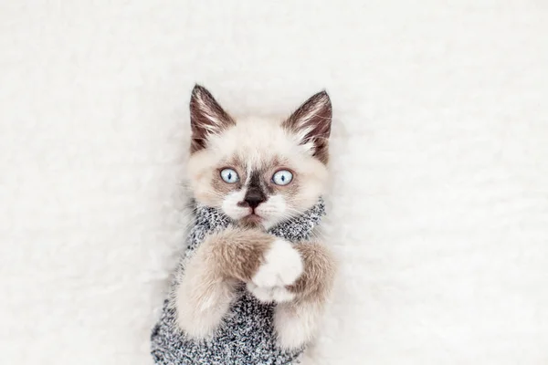 Gatinho está em xadrez branco — Fotografia de Stock