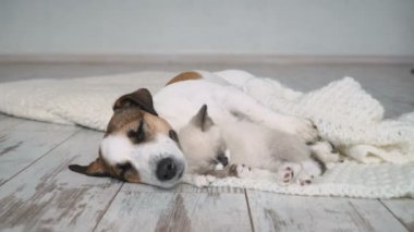 Köpek ve kedi birlikte uyuyorlar. Dostluk kedisi ve köpek içerde.