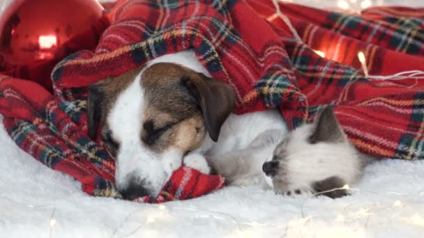 Hund und Katze schlafen unter Weihnachtsmütze — Stockvideo