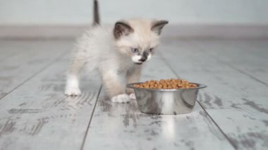 Kedi yavrusu kaseden yemek yer.