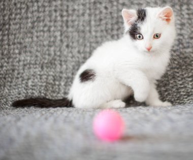 Örgü örülmüş bir battaniyenin üzerinde top oynayan kedi yavrusu.