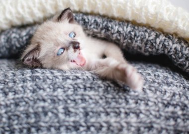Kedi yavrusu örülmüş bir battaniyede esniyor