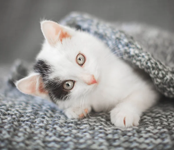 Gatinho em um cobertor de malha — Fotografia de Stock