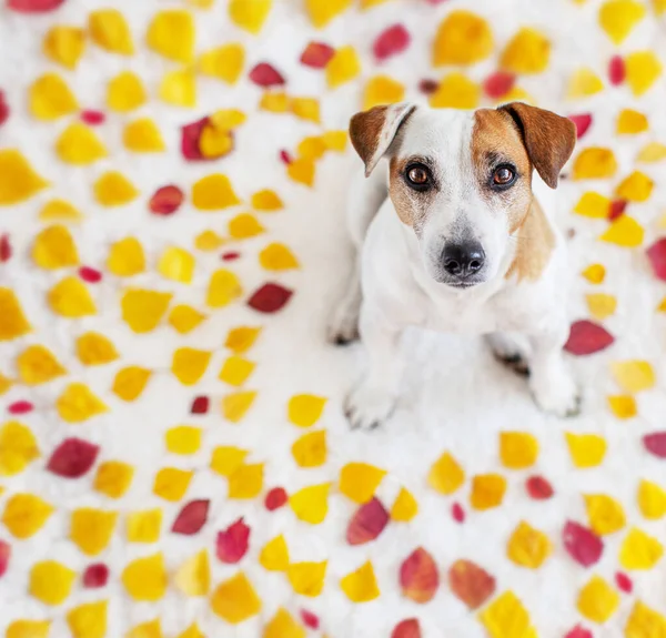 Hond in herfstbladeren — Stockfoto