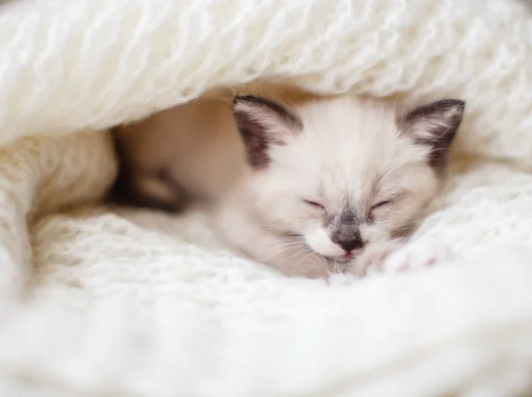 Kitten sleep on knitted plaid — Stock Photo, Image