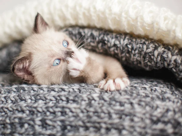 Gatinho em um cobertor de malha — Fotografia de Stock