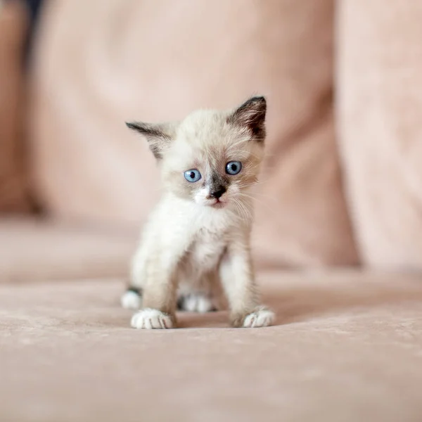 Kitten est sur le canapé — Photo