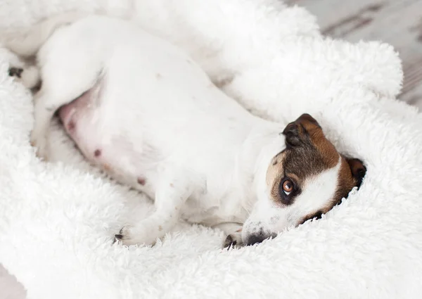 Pies w ciąży odpoczywający w białym łóżku — Zdjęcie stockowe