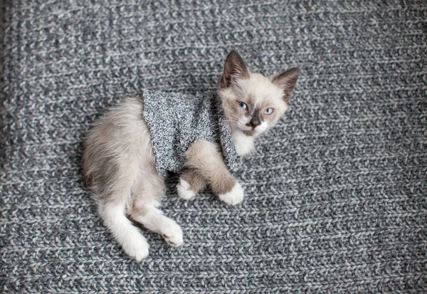 Gatinho em um cobertor de malha — Fotografia de Stock