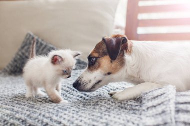 Kedi ve köpek birlikte.