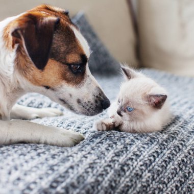 Kedi ve köpek birlikte.