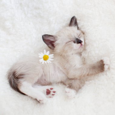Kedi yavrusu ekose kumaşın üzerinde uyur.