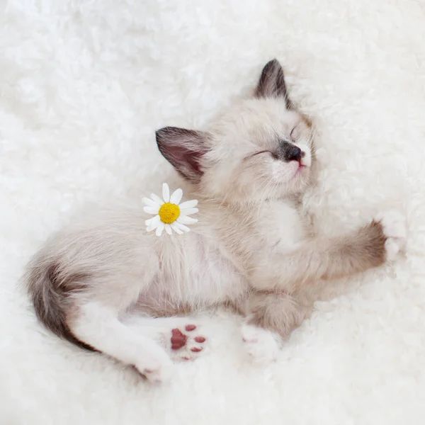 Kitten sleep on knitted plaid — Stock Photo, Image