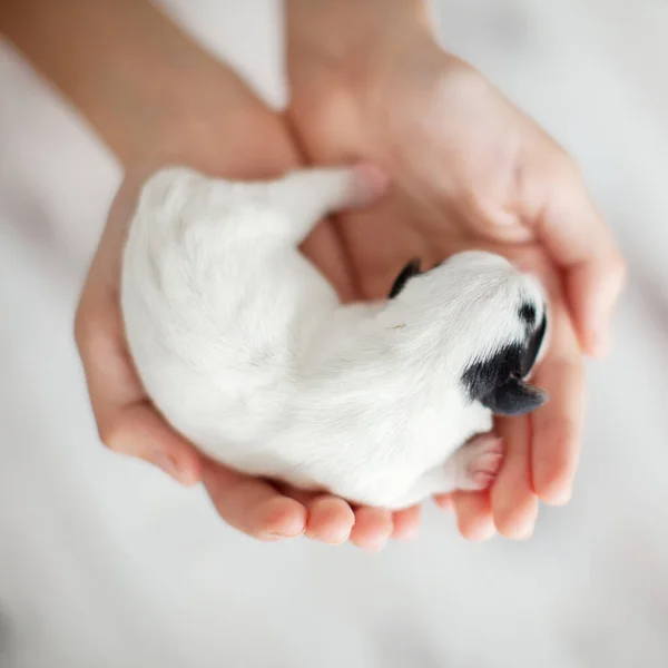 Chiot nouveau-né dans les paumes — Photo