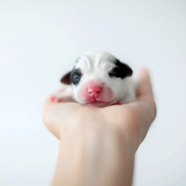 Cãozinho recém-nascido nas palmas das mãos — Fotografia de Stock
