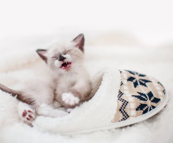 家のスリッパの近くの毛布の上に子猫 — ストック写真