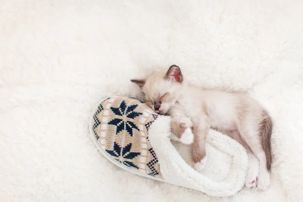 Kitten slapen op plaid in de buurt van huis slippers — Stockfoto