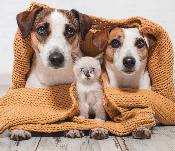 Собаки и кошка под клеткой — стоковое фото