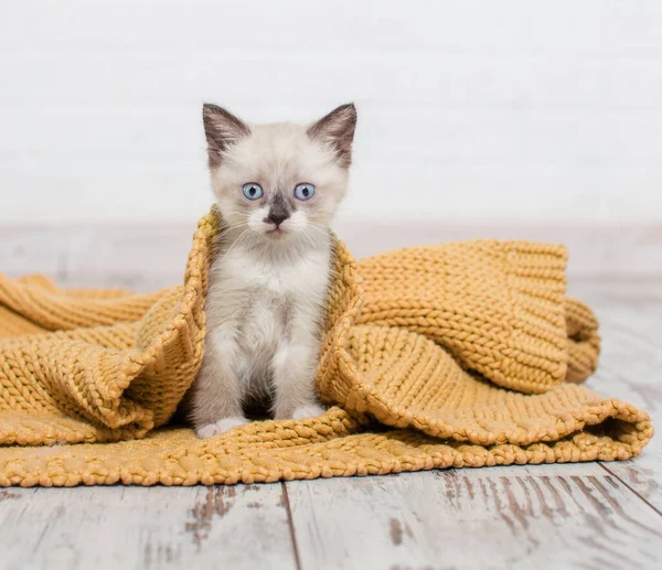 Pequeno gato em casa — Fotografia de Stock