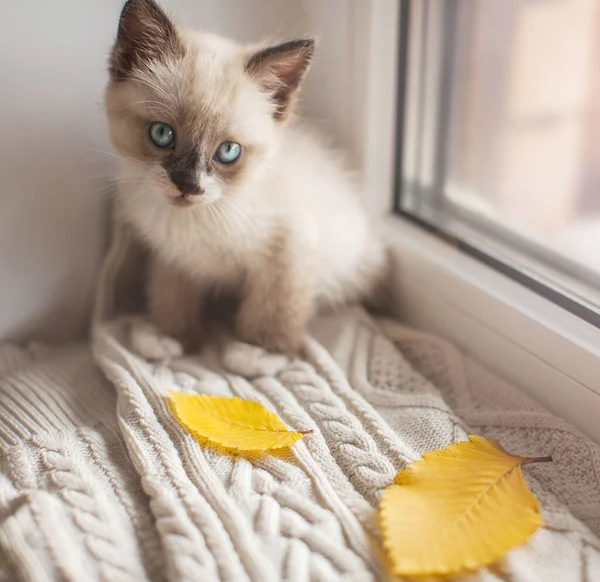 Kitten on a warm knitted sweater on the window sill — Stock Photo, Image