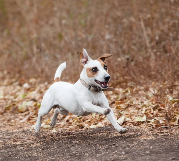 Perro corriendo en otoño — Foto de Stock