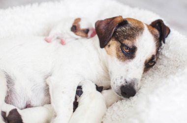Anne köpeği olan yeni doğmuş bir köpek.