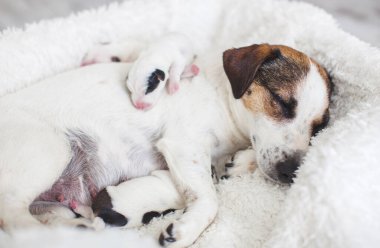 Anne köpeği olan yeni doğmuş bir köpek.