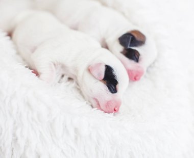 Yeni doğmuş yavru köpek uyuyor.