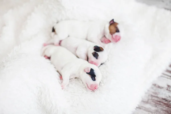 Новорожденный щенок с собакой — стоковое фото