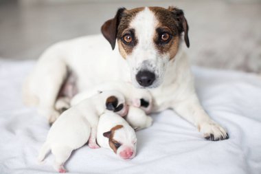 Anne köpeği olan yeni doğmuş bir köpek.