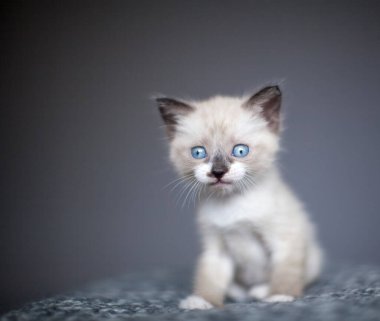 Örgü örmüş kedi yavrusu