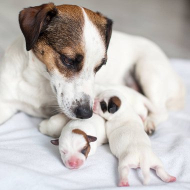 Anne köpeği olan yeni doğmuş bir köpek.