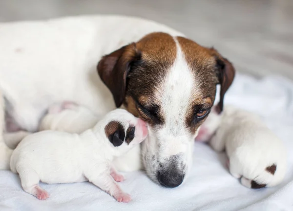 Cachorrinho recém-nascido com cão mãe — Fotografia de Stock