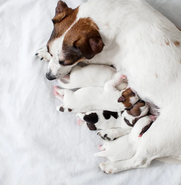 Dog breastfeeding puppies — Stock Photo, Image