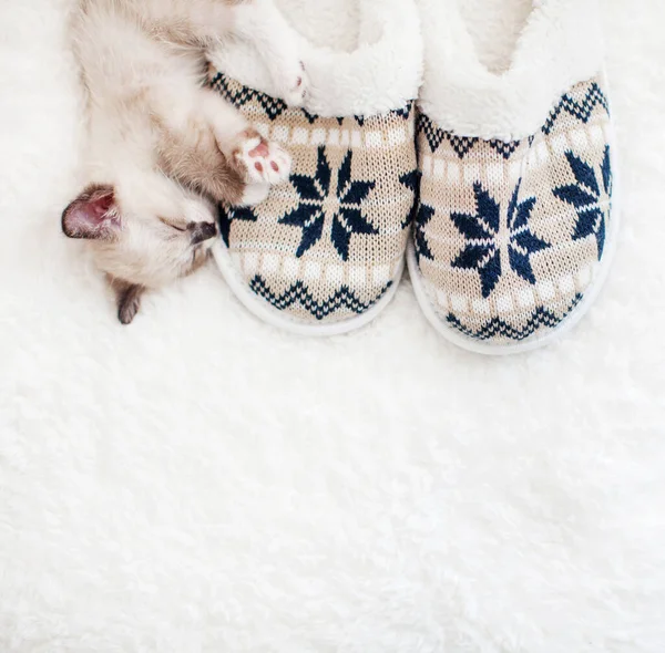 Kitten slapen op plaid in de buurt van huis slippers — Stockfoto