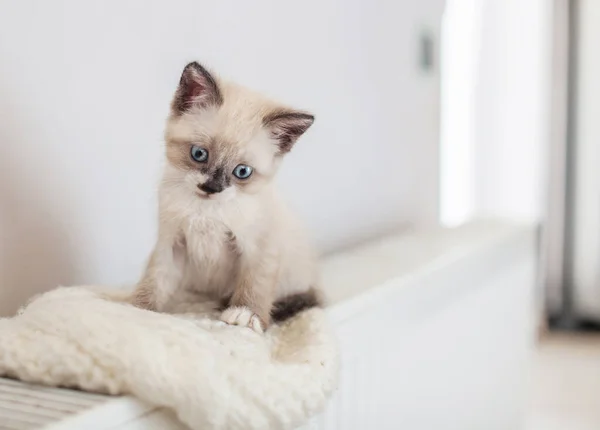 Gatito en el calentador — Foto de Stock