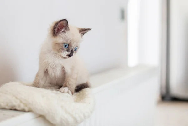 Kitten on heater — Stock Photo, Image