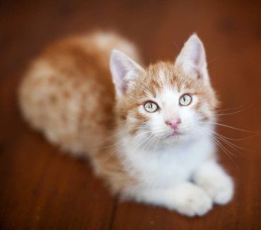 Ahşap zeminde kırmızı kedi yavrusu