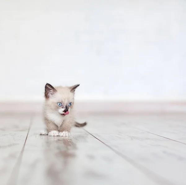 Котенок на деревянном полу — стоковое фото