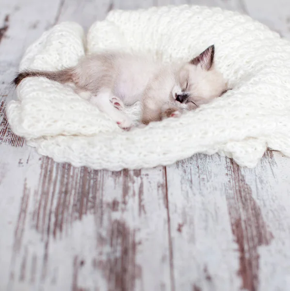 Kitten sleep on knitted plaid — Stock Photo, Image